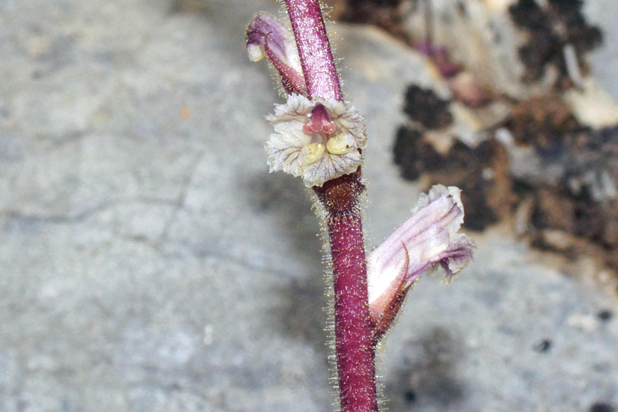 Orobanche hederae